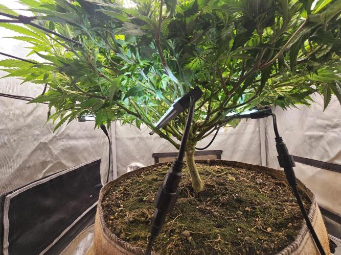 Pineapple Chunk. Week 3