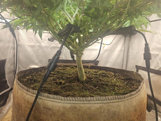 CLOUDLAB 733, Advance Grow Tent 3x3. Week 5