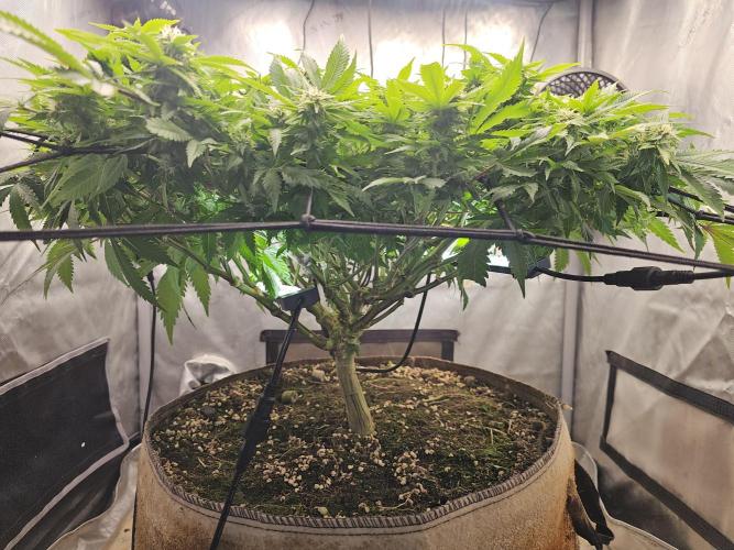 Pineapple Chunk. Week 5