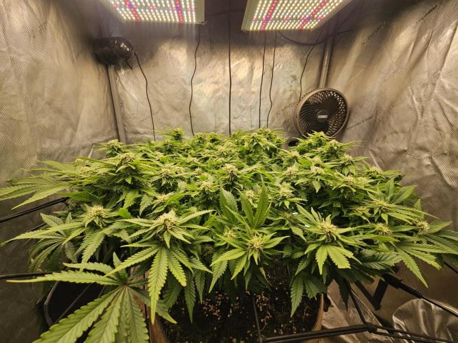 Pineapple Chunk. Week 5
