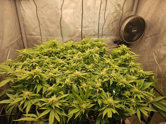 Pineapple Chunk. Week 5