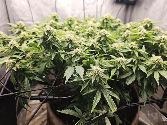 Pineapple Chunk. Week 6