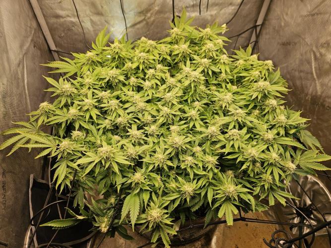 Pineapple Chunk. Week 6