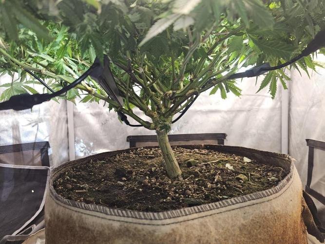 Pineapple Chunk. Week 6