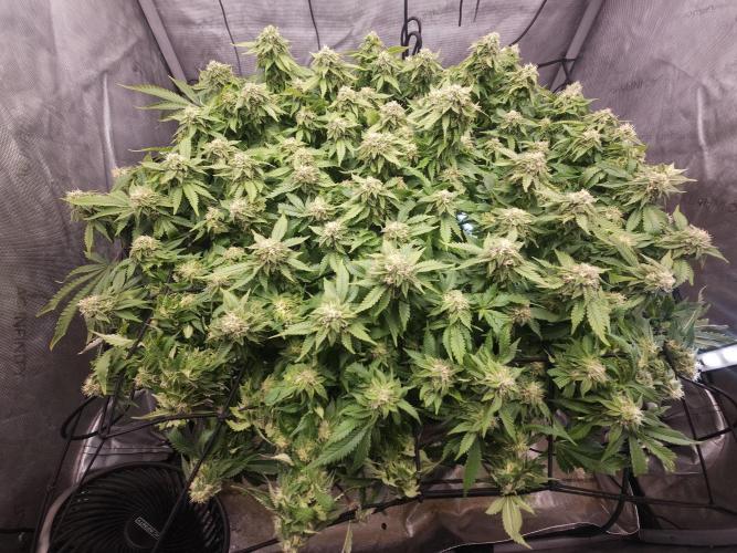 Pineapple Chunk. Week 7