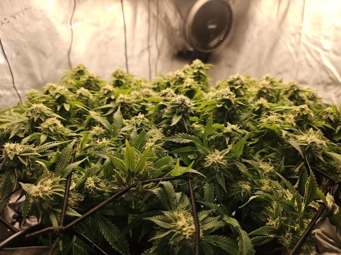 Pineapple Chunk. Week 7