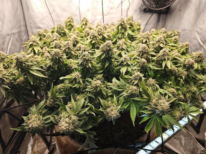 Pineapple Chunk. Week 8