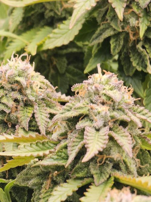 Pineapple Chunk. Week 8