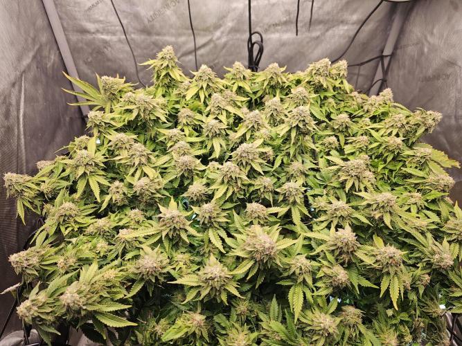 Pineapple Chunk. Week 8