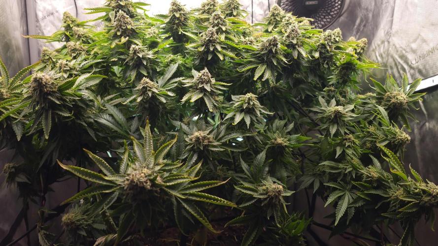 CLOUDLAB 733, Advance Grow Tent 3x3. Week 8