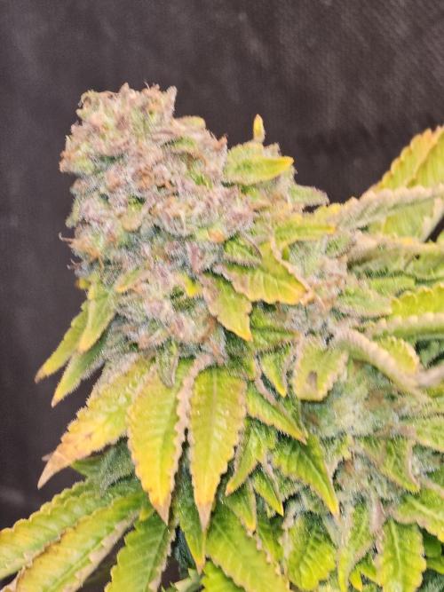 Pineapple Chunk. Week 9