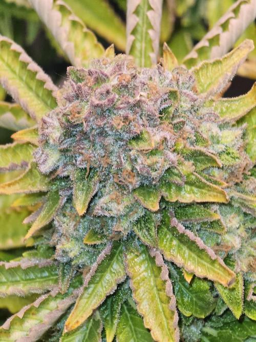 Pineapple Chunk. Week 9