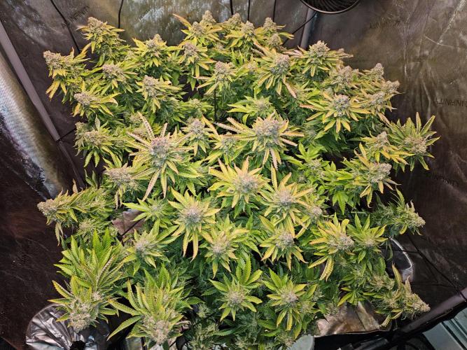 Pineapple Chunk. Week 9