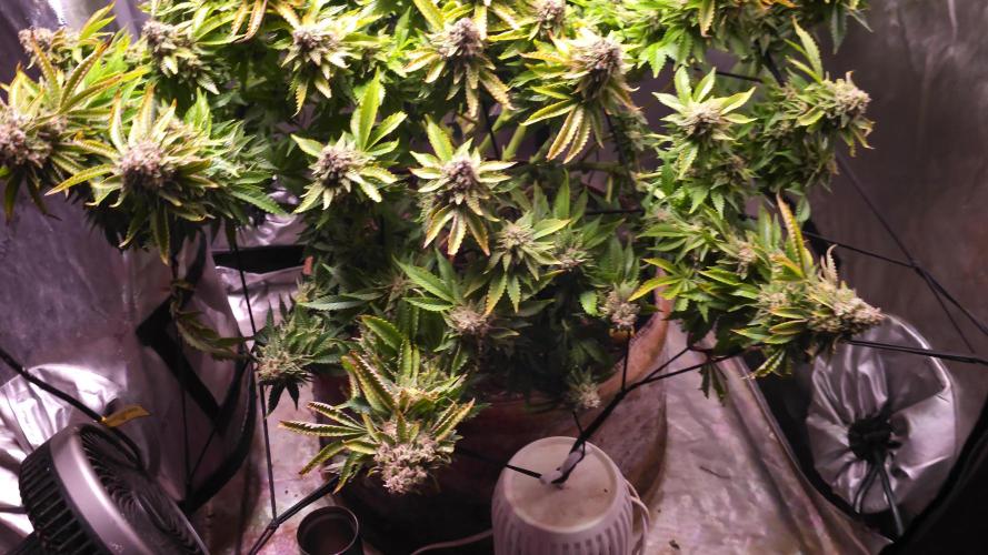 CLOUDLAB 733, Advance Grow Tent 3x3. Week 9