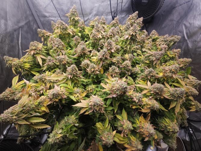 Pineapple Chunk. Week 10