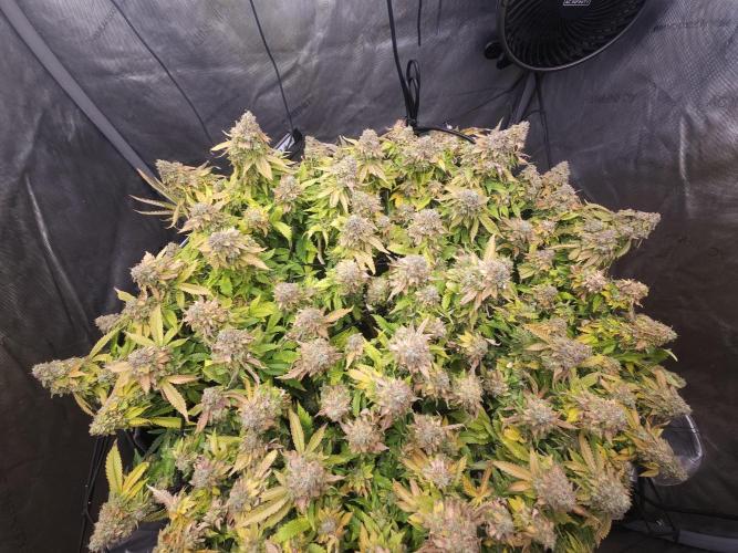 Pineapple Chunk. Week 10