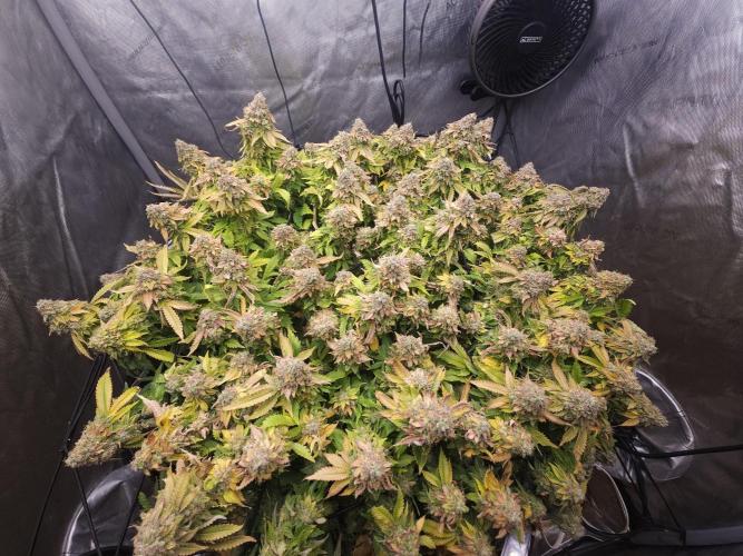 Pineapple Chunk. Week 10