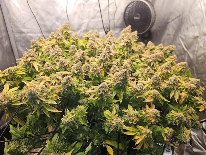 Pineapple Chunk. Week 10