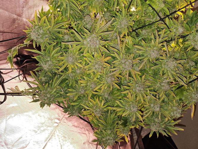 Pineapple Chunk. Week 10