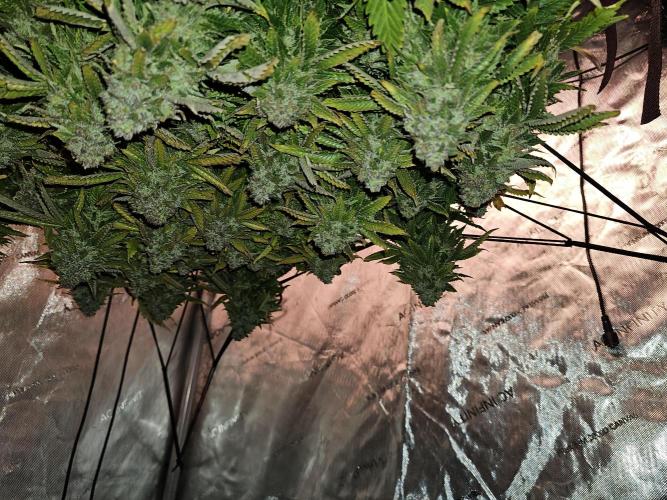 Pineapple Chunk. Week 10