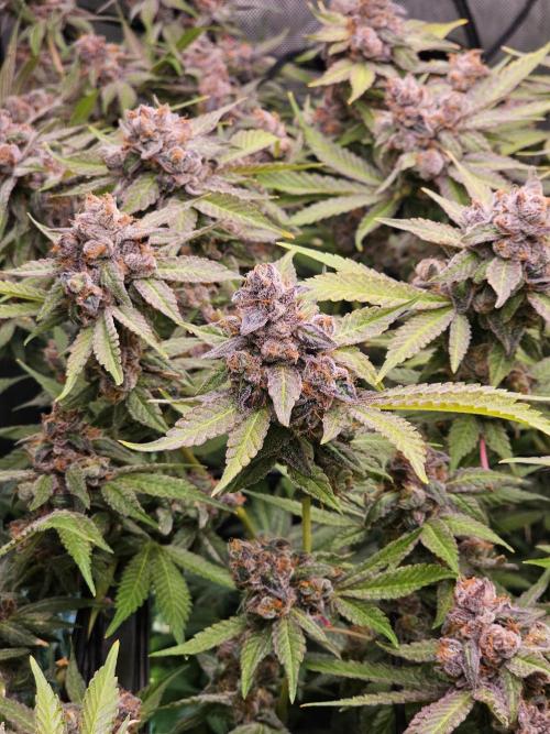 Cherries Jubilee. Week 15 - fat chunky purple nugs!