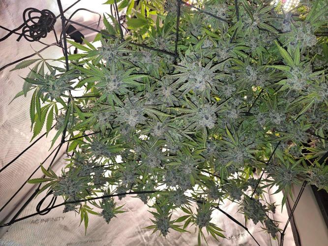CLOUDLAB 733, Advance Grow Tent 3x3. Week 15