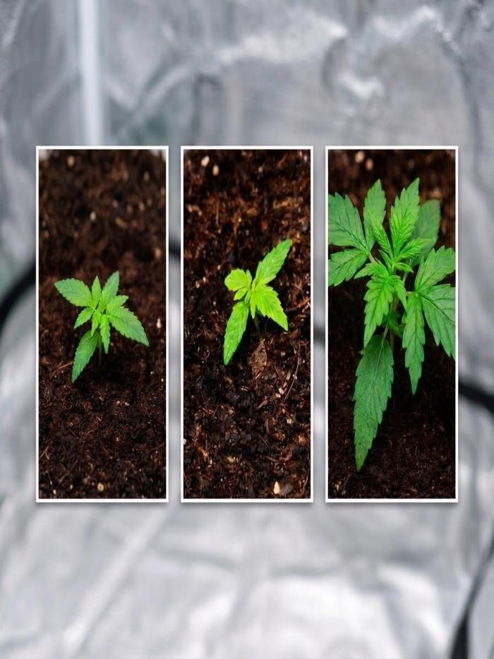 NYC SOUR D AUTO. Week 0 - W1 Veg. RQS NYC Sour D. Light 40cm/40%. Plain water, fresh soil. Right plant leading the growth!
