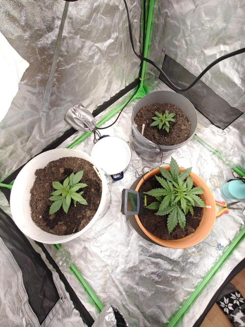 NYC SOUR D AUTO. Week 2