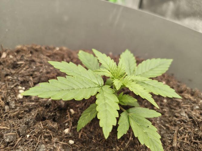 NYC SOUR D AUTO. Week 2