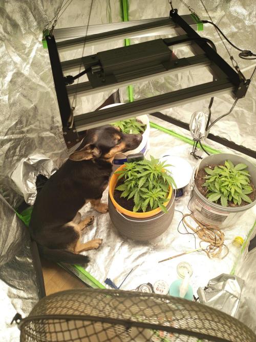 NYC SOUR D AUTO. Week 3