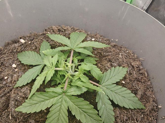 NYC SOUR D AUTO. Week 3