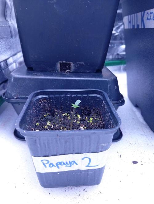 Papaya Dragon Auto. Premiere Auto Grow. Week 0