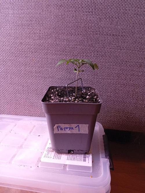 Papaya Dragon Auto. Premiere Auto Grow. Week 1