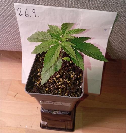 Papaya Dragon Auto. Premiere Auto Grow. Week 2 - Papaya Dragon Auto Nr.1 macht sich ganz gut.
