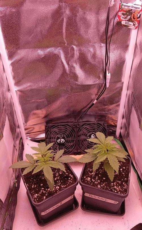 Papaya Dragon Auto. Premiere Auto Grow. Week 3 - Umgetopft in 2 Liter Töpfe.
