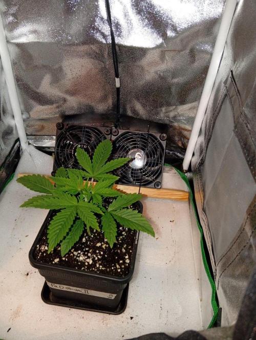 Papaya Dragon Auto. Premiere Auto Grow. Week 3 - Papaya Dragon Auto Nr.2