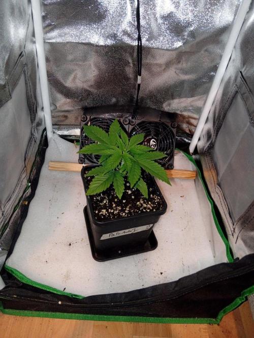 Papaya Dragon Auto. Premiere Auto Grow. Week 3 - Papaya Dragon Auto Nr.1
