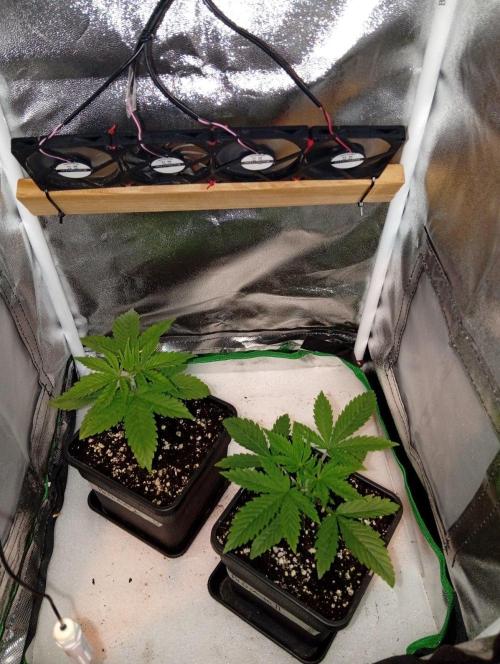 Papaya Dragon Auto. Premiere Auto Grow. Week 3 - Die Ventilatoren gewechselt.VT17