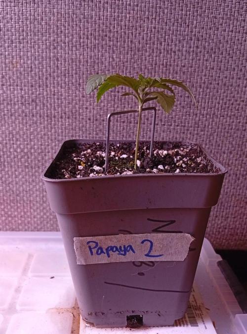 Papaya Dragon Auto. Premiere Auto Grow. Week 1