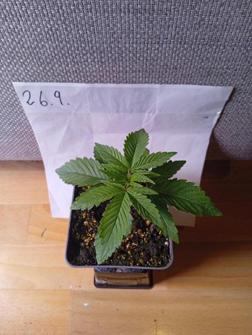 Papaya Dragon Auto. Premiere Auto Grow. Week 2 - Nr.2 