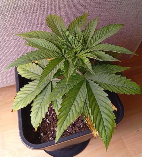 Papaya Dragon Auto. Premiere Auto Grow. Week 4 - Sieht schon besser aus.