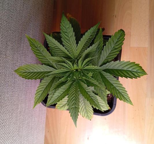 Papaya Dragon Auto. Premiere Auto Grow. Week 4 - Gar nicht so schlecht.