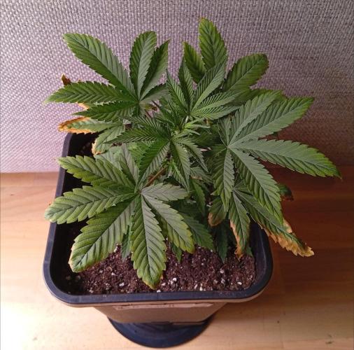 Papaya Dragon Auto. Premiere Auto Grow. Week 4