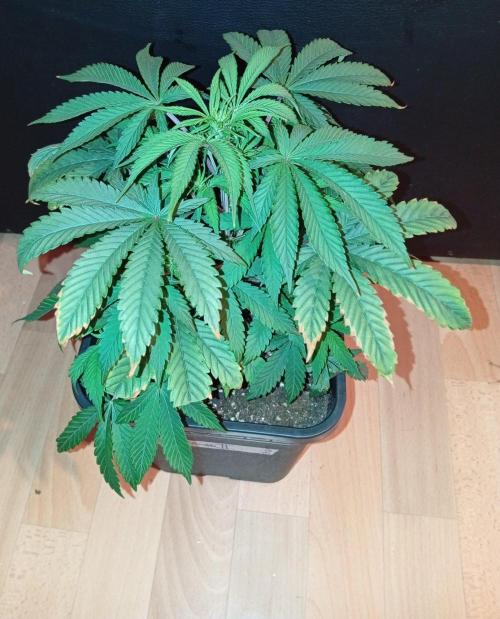 LED Force 150W. Week 6