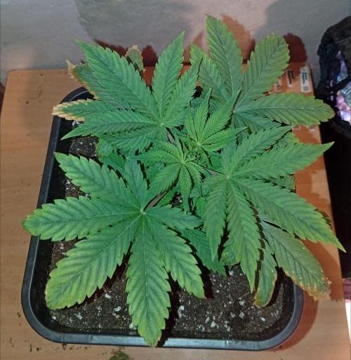 Papaya Dragon Auto. Premiere Auto Grow. Week 4 - Und von oben.