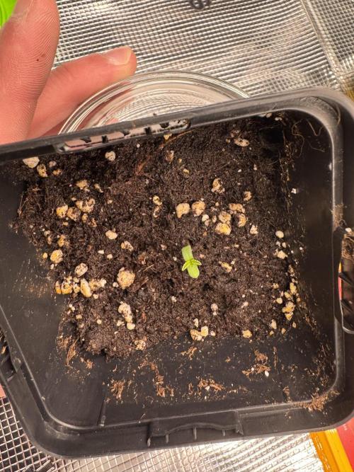 1. indoor Grow 4strains. Week 0
