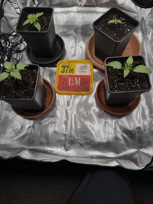 1. indoor Grow 4strains. Week 1