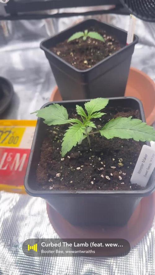 1. indoor Grow 4strains
