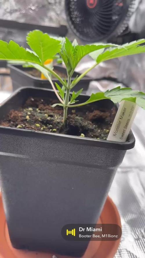 1. indoor Grow 4strains