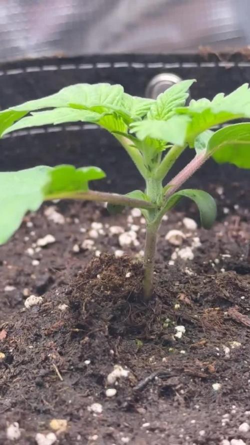 1. indoor Grow 4strains
